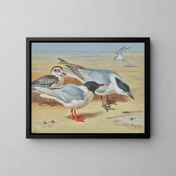 Möwen mit melanocéphale und jugendlicher mit Sandwich-Sturmtauchern an einem Strand - Archibald Thorburn — gerahmtes Bild an der Wand