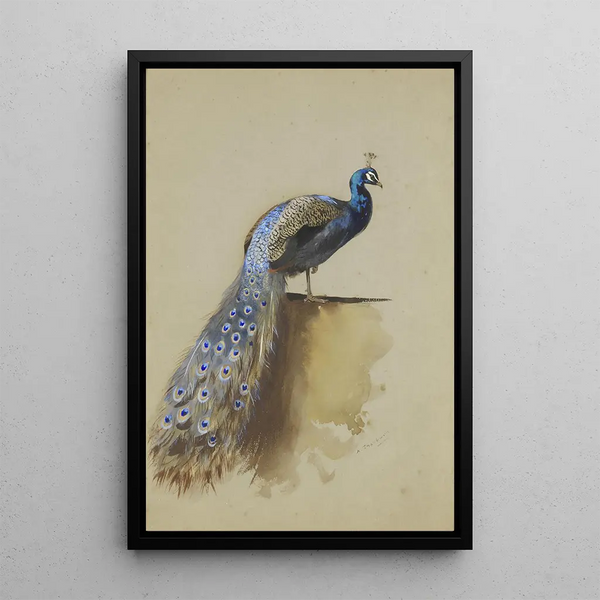 Reproduktion des Gemäldes Pfau - Archibald Thorburn