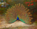 Pfau und Pfauen-Schmetterling - Archibald Thorburn — Ansicht des Kunstwerks