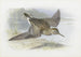Bécasseau à poitrine cendrée - Archibald Thorburn — Ansicht des Kunstwerks