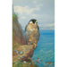 Reproduktion des Gemäldes Faucon pèlerin à Auchencairn - Archibald Thorburn