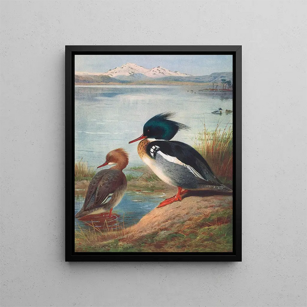 Harle huppé - Archibald Thorburn — gerahmtes Bild an der Wand