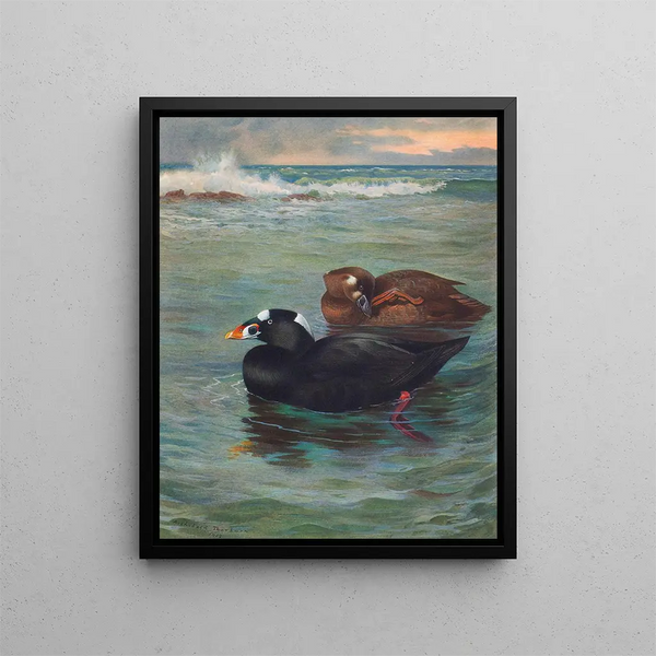 Surf Scoter - Archibald Thorburn — gerahmtes Bild an der Wand