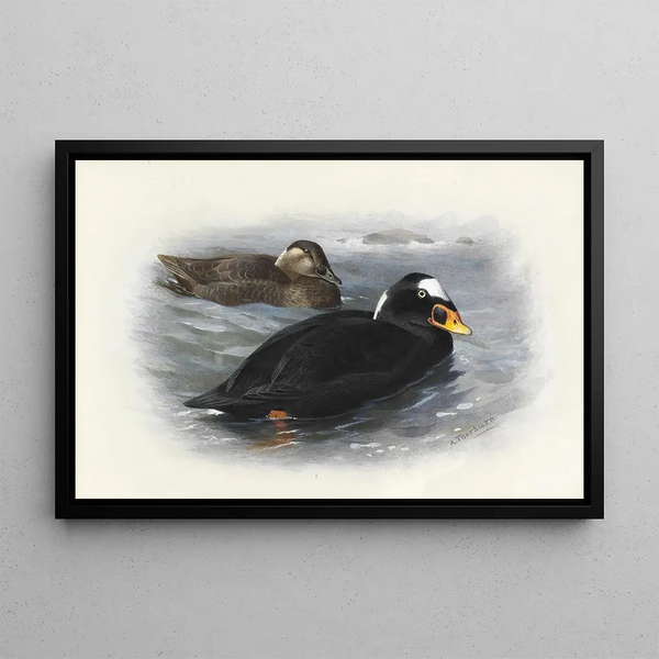 Macreuse à front blanc - Archibald Thorburn — gerahmtes Bild an der Wand