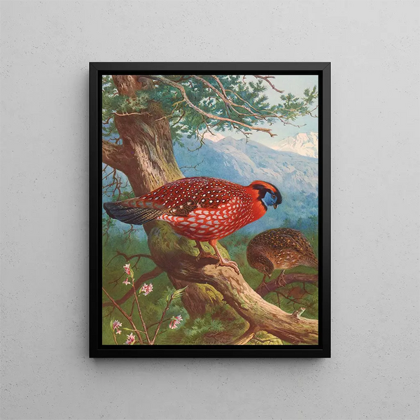 Tragopan de Temmincks - Archibald Thorburn — gerahmtes Bild an der Wand