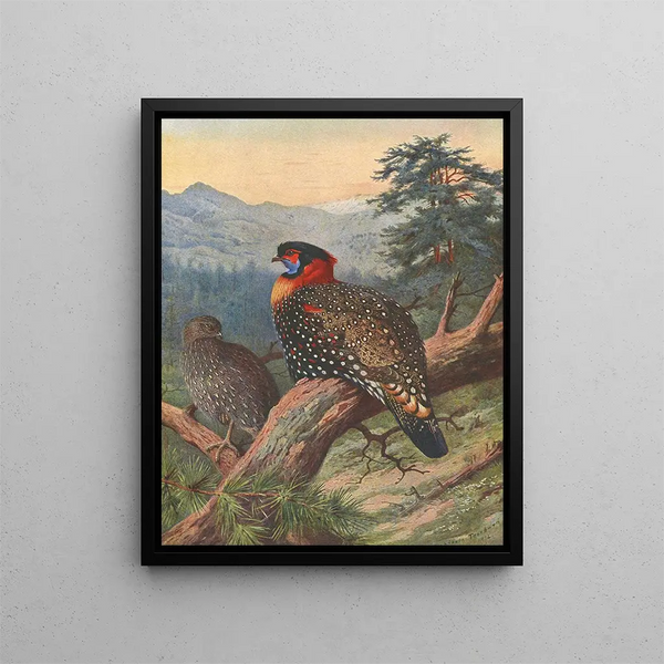 Tragopan occidental - Archibald Thorburn — gerahmtes Bild an der Wand