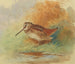 Bécasse am Wasserufer - Archibald Thorburn — Ansicht des Kunstwerks