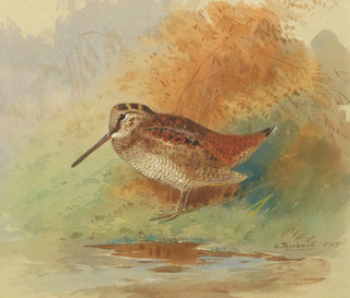 Bécasse am Wasserufer - Archibald Thorburn — Ansicht des Kunstwerks