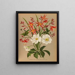 Arentina Hendrica Arendsen - 1Crocosmia Aurea 2Anemone Japonica Honorine Jobert.webp