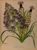 Schönes Muscari 2 Muscari à plumes - Arentina Hendrica Arendsen — Ansicht des Kunstwerks