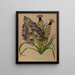 Schönes Muscari 2 Muscari à plumes - Arentina Hendrica Arendsen — gerahmtes Bild an der Wand