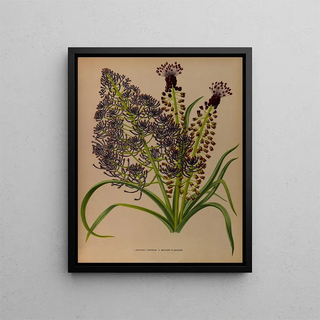 Arentina Hendrica Arendsen - 1Muscari Comosum 2 Muscari Plumosum.webp