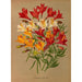 Reproduktion des Gemäldes Alstroemeria Chilensis Varr - Arentina Hendrica Arendsen