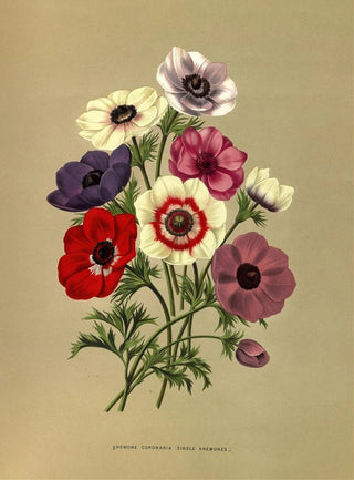 Arentina Hendrica Arendsen - Anemone Coronaria Single Anemones.webp