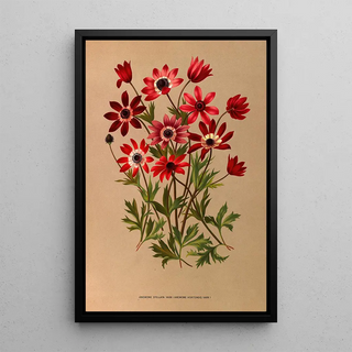 Arentina Hendrica Arendsen - Anemone Stellata Varr Anemone Hortensis Varr.webp