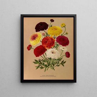 Arentina Hendrica Arendsen - Double French Ranunculus.webp