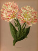 Double Tulpe Raphaël - Arentina Hendrica Arendsen — Ansicht des Kunstwerks