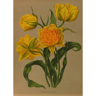 Arentina Hendrica Arendsen - Double Tulip Yellow Ros.webp