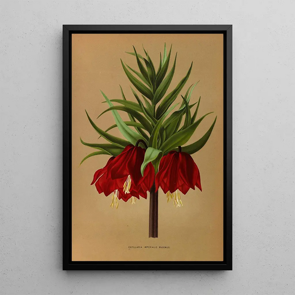 Reproduktion des Gemäldes Fritillaria Imperialis Maximus - Arentina Hendrica Arendsen