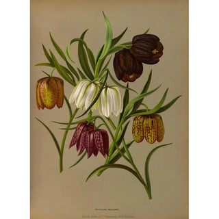Arentina Hendrica Arendsen - Fritillaria Meleagris.webp