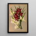 Gladiolus Colvillii Gladiolus Colvillii Flore Albo - Arentina Hendrica Arendsen — gerahmtes Bild an der Wand