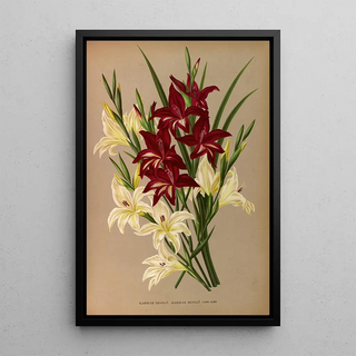 Arentina Hendrica Arendsen - Gladiolus Colvillii Gladiolus Colvillii Flore Albo.webp