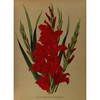 Arentina Hendrica Arendsen - Gladiolus Gandavensis Var Brench Leyensis.webp