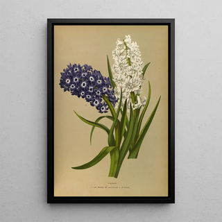 Arentina Hendrica Arendsen - Hyacinths 10.webp