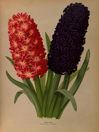 Arentina Hendrica Arendsen - Hyacinths 5.webp