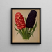 Jacinthes 5 - Arentina Hendrica Arendsen — gerahmtes Bild an der Wand