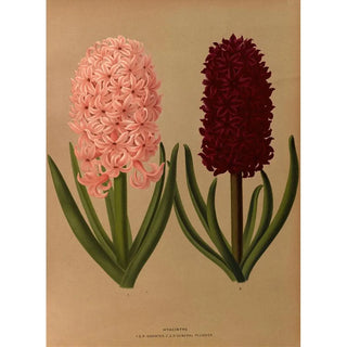 Arentina Hendrica Arendsen - Hyacinths 8.webp