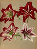 Amaryllis hybride - Arentina Hendrica Arendsen — Ansicht des Kunstwerks