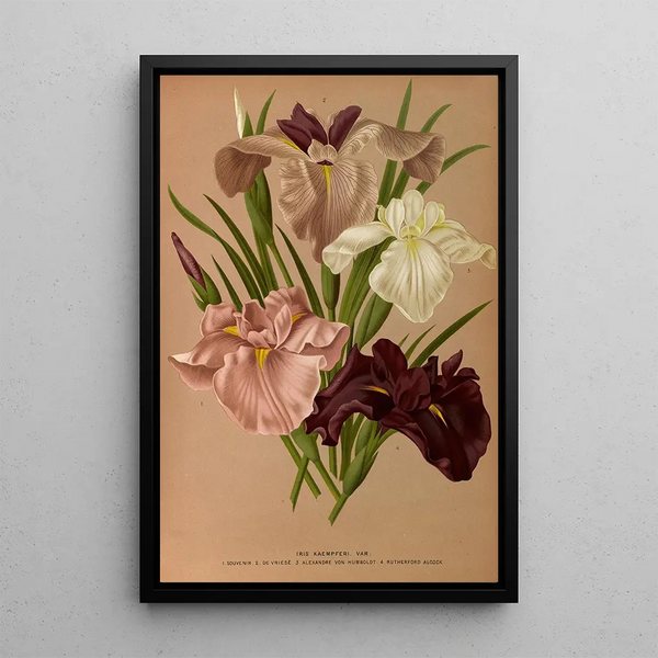 Reproduktion des Gemäldes Iris Kaempferi Var - Arentina Hendrica Arendsen