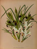 Iris Pfirsich 2 Iris Tuberose - Arentina Hendrica Arendsen — Ansicht des Kunstwerks