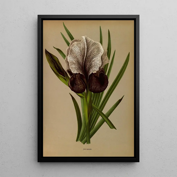 Reproduktion des Gemäldes Iris Susiana - Arentina Hendrica Arendsen