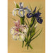 Reproduktion des Gemäldes Iris Xiphioides Iris Anglica - Arentina Hendrica Arendsen