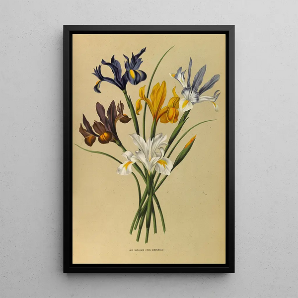 Reproduktion des Gemäldes Iris Xiphium Iris Hispanica - Arentina Hendrica Arendsen