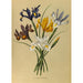 Reproduktion des Gemäldes Iris Xiphium Iris Hispanica - Arentina Hendrica Arendsen