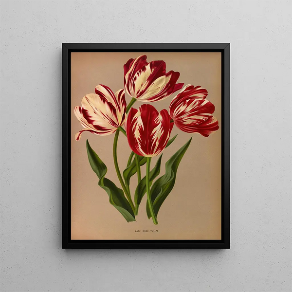 Tulpen Rosen Späte - Arentina Hendrica Arendsen — gerahmtes Bild an der Wand