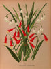 Leucojum aestivum, Pentlandia miniata - Arentina Hendrica Arendsen — Ansicht des Kunstwerks