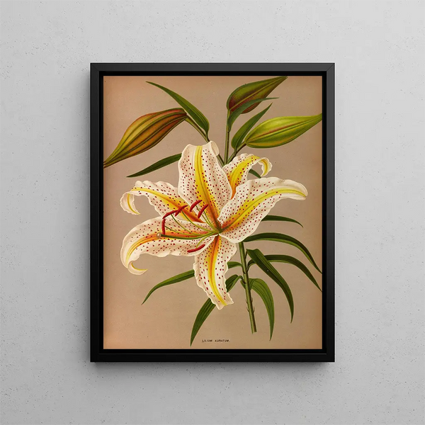 Lys doré - Arentina Hendrica Arendsen — gerahmtes Bild an der Wand