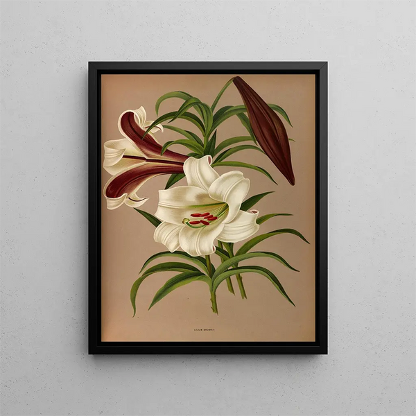 Lily Brown - Arentina Hendrica Arendsen — gerahmtes Bild an der Wand