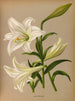Lys de Longiflorum - Arentina Hendrica Arendsen — Ansicht des Kunstwerks