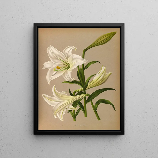 Lys de Longiflorum - Arentina Hendrica Arendsen — gerahmtes Bild an der Wand