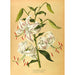 Lys speciosum punctatum - Arentina Hendrica Arendsen — Ansicht des Kunstwerks
