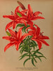 Lilium thunbergianum venustum - Arentina Hendrica Arendsen — Ansicht des Kunstwerks