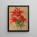 Lilium thunbergianum venustum - Arentina Hendrica Arendsen — gerahmtes Bild an der Wand