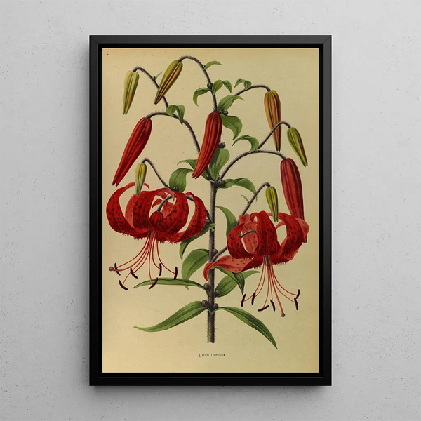 Lys tigrinum - Arentina Hendrica Arendsen — gerahmtes Bild an der Wand