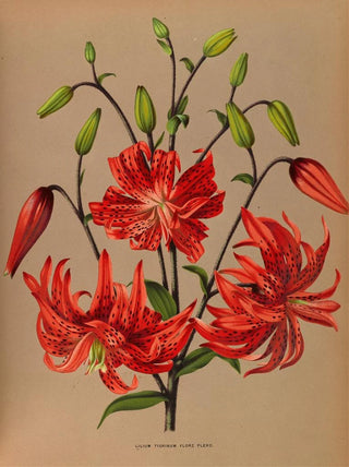 Arentina Hendrica Arendsen - Lilium Tigrinum Flore Pleno.webp