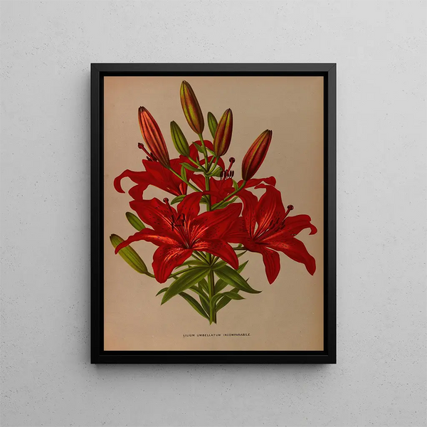 L'incomparable Lys-Regenschirm - Arentina Hendrica Arendsen — gerahmtes Bild an der Wand